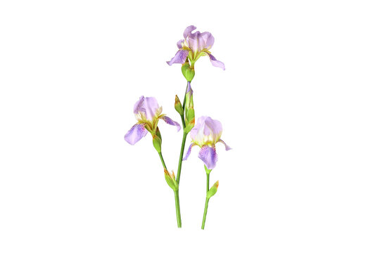 Beautiful lilac iris on a white background. Isolate, space for text, top view. Gift for a holiday to a woman and a girl.