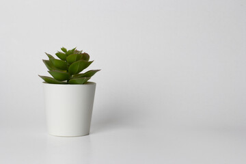 Fake succulent plant in a pot isolated on a white background with copy space for interior decoration 