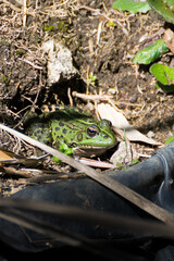 a green frog at the edge of a pond.