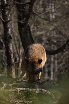 A wolf in a forest looking for food to feed his pack. The wolf is a pack animal and rarely comes along alone. A beautiful animal that occurs mainly in Europe and Asia.
