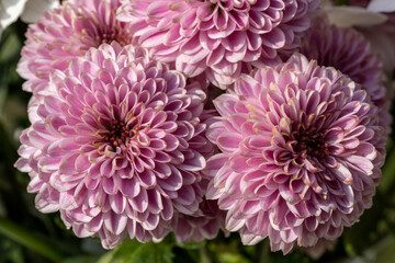 Pink Chrysanthemum flowers in bloom.