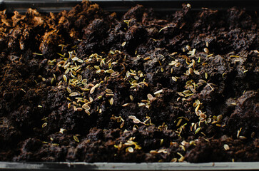 Dill seeds in the ground close-up. Growing greenery at home.
