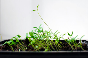 green plant sprouts seedling in pots on the white background. Growing vegetables indoors in the windowsill garden. Young green sprouts in soil. Close-up, selective focus.