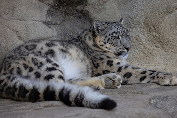 A snow leopard also called Panthera Uncia lies on a ledge and lurks for prey. What beautiful fur this animal has. Amazing nature.