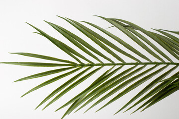 Artificial green palm leaf isolated on a white background