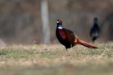 Male common pheasants, phasianus colchicus, displaying in spring mating season.