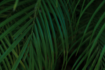 palm tree leaves