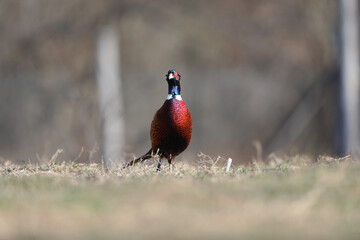 Male common pheasants, phasianus colchicus, displaying in spring mating season.