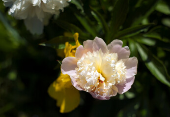 White peonies in the garden. Blooming pink peony. Closeup of beautiful white Peonie flower.