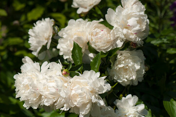 White peonies in the garden. Blooming pink peony. Closeup of beautiful white Peonie flower.