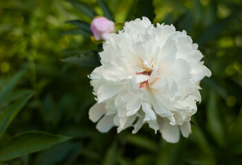 White peonies in the garden. Blooming pink peony. Closeup of beautiful white Peonie flower.