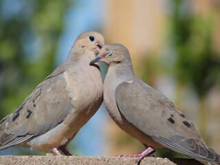 2 Doves On A Brick Wall