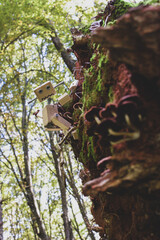wooden puppet toy climbing up and scares of some brown poisonous dangerous mushroom