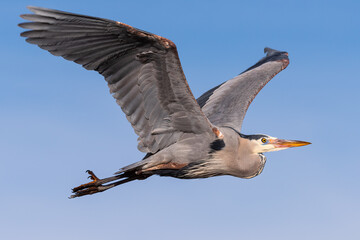 Found in most of North America, the Great Blue Heron is the largest bird in the Heron family.