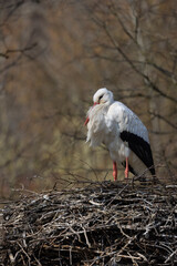 A white stork, also called Ciconia Ciconia, sits in its large nest and incubates its eggs. What a powerful bird with an enormous wingspan.