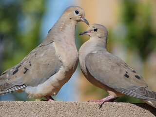 2 Doves On A Brick Wall