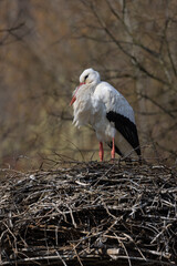 A white stork, also called Ciconia Ciconia, sits in its large nest and incubates its eggs. What a powerful bird with an enormous wingspan.