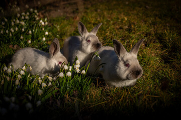 Young rabbits in green grass with snowflake and sunrise light