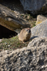 A cute capybara comes out of its burrow and looks around the area. It must always be on the lookout because there are many other animals it is hunting.