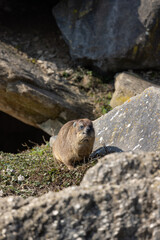 A cute capybara comes out of its burrow and looks around the area. It must always be on the lookout because there are many other animals it is hunting.