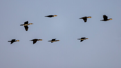 Acht fliegende freigestellte Riedscharben vor blauem Himmel