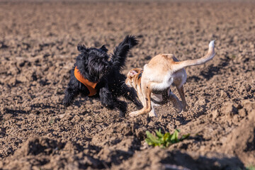 two dogs play on a emty field