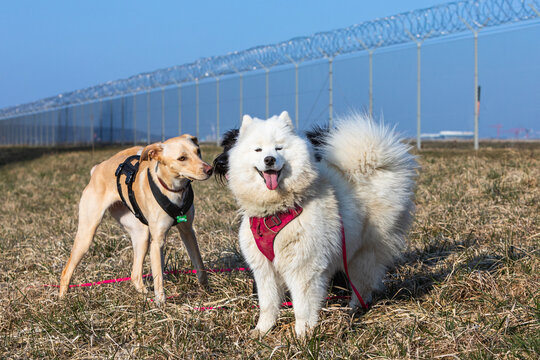 cute samoyed pet dog with others