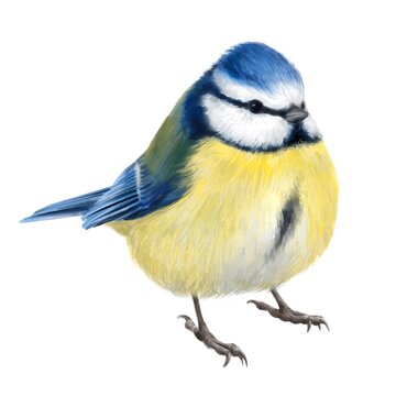 Blue Tit. Watercolor drawing of a Blue Tit. Realistic drawing.  Isolated over white background.  Idea for interior design, tattoo, stickers, botanical books, postcards.