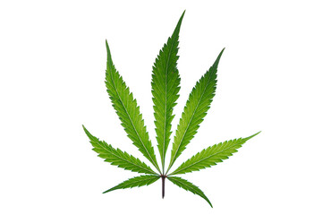 Marijuana green leafs on white background Gelato cookies variety