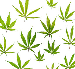 Marijuana green leafs on white background Gelato cookies variety