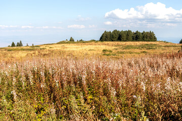 Obraz premium Autumn Landscape Vitosha Mountain, Bulgaria