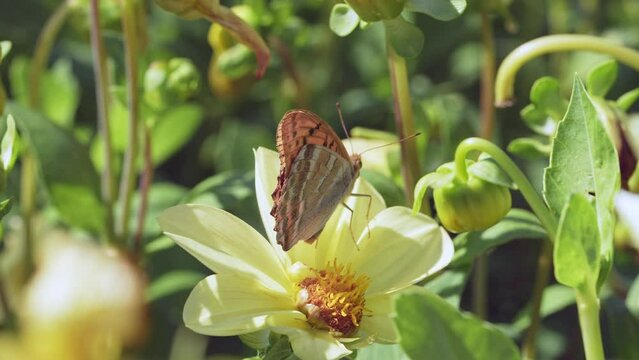Butterflies and bees on meadow flowers swaying beautifully in the wind. pollination of plants. Summer sunny day. Slow motion 4k