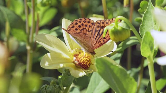 Butterflies and bees on meadow flowers swaying beautifully in the wind. pollination of plants. Summer sunny day. Slow motion 4k