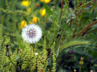 Ripe white dandelion and dandelion buds among the green grass