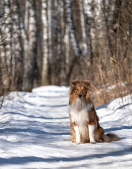 sheltie on a walk in winter. little collie