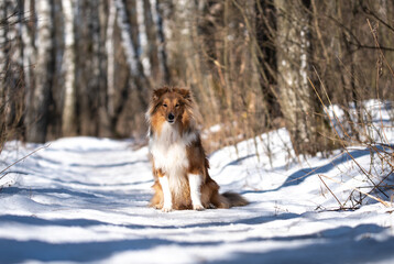 sheltie on a walk in winter. little collie