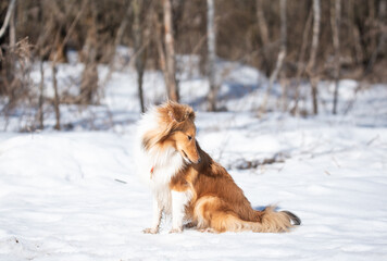 Fototapeta na wymiar sheltie on a walk in winter. little collie