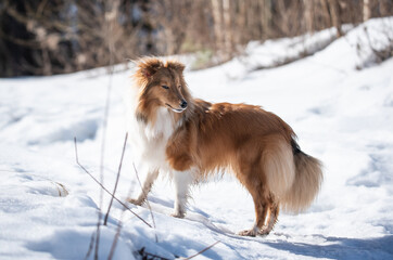 sheltie on a walk in winter. little collie