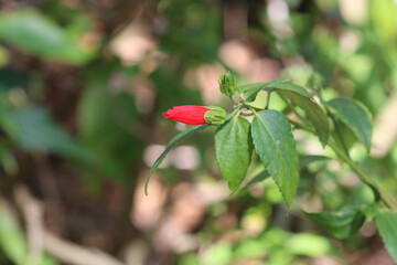 Malvaviscus or Wax mallow bloom