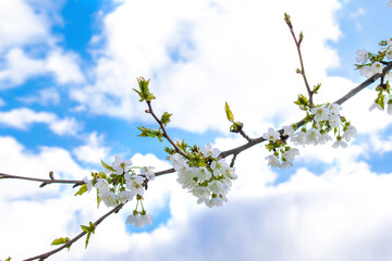 Blooming apricot, apple, pear, cherry tree at spring, pink white flowers blossom on branch macro in garden backyard against blue sky in sunny day close up.nature beautiful landscape