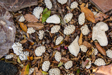 Small pieces of white coral and leaves on the ground.