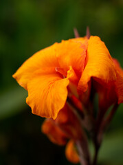 Canna Flower