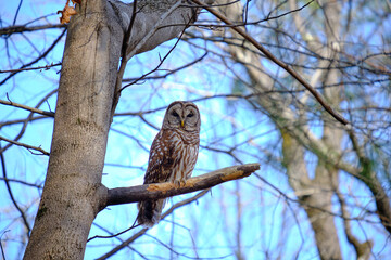Barred owl sitting on a branch. Stiped owl. Hoot owl