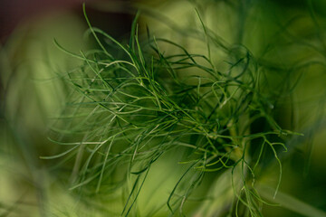 Fresh green dill background. Macro fresh green dill texture. top view