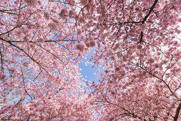 Vibrant pink blooming spring cherry blossoms