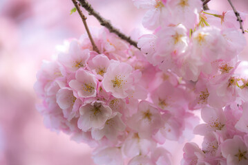 Selectively soft focused blooming pink spring cherry blossoms