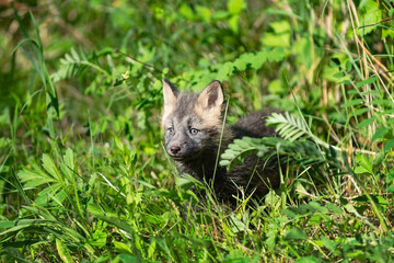 Red Fox (Vulpes vulpes) Kit Stands in Grass Ears Up Summer