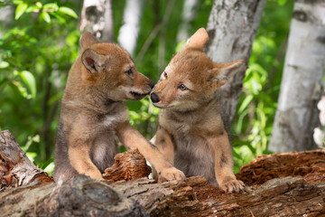Coyote Pup (Canis latrans) Nuzzles Sibling on Face Summer
