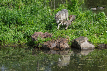 Grey Wolf (Canis lupus) Adult and Pups Run Forward Reflected Summer