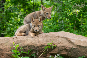 Naklejka na ściany i meble Coyote Pups (Canis latrans) Together on Rock Summer